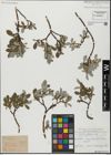 Foto von Salix glabra Scop.